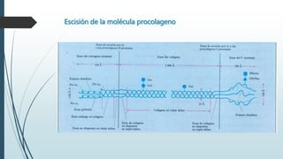 Escisión de la molécula procolageno 
 