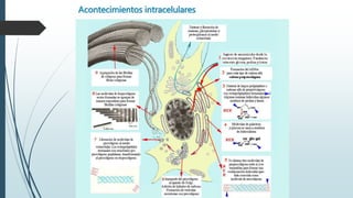 Acontecimientos intracelulares 
 
