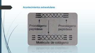 Acontecimientos extracelulares 
 