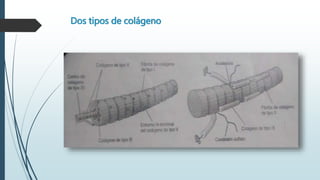 Dos tipos de colágeno 
 