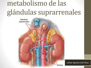 metabolismo de las
glándulas suprarrenales
Leiver Ignacio Coh Chuc
 