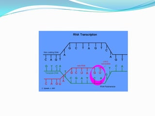 One major difference is that the heterocyclic amine, adenine, on DNA codes for the incorporation of uracil in RNA rather than thymine as in DNA. 