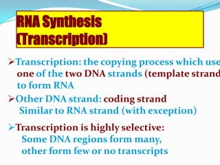 RNA Transcription ProcessThe RNA transcription process occurs in three stagesInitiationChain elongation Termination