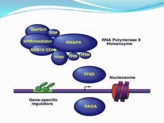 RNA Polymerase-Promoter Complex