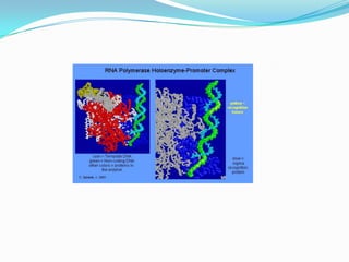 The first stage occurs when the RNA Polymerase-Promoter Complex binds to the promoter gene in the DNA. This also allows for the finding of the start sequence for the RNA polymerase. The promoter enzyme will not work unless the sigma protein is present (shown in blue in graphic). Specific sequences on the non coding strand of DNA are recognized as the signal to start the unwinding process.
