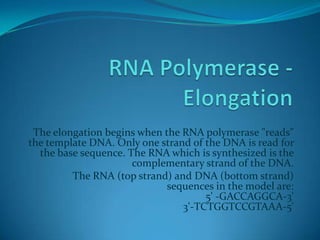 The recognition sequences are as follows: Non-coding DNA -5' recognition sections in boldGGCCGCTTGACAAAAGTGTTAAATTGTGCTATACT