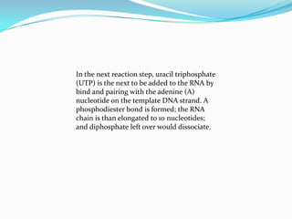 RNA Polymerase - ElongationThe elongation begins when the RNA polymerase "reads" the template DNA. Only one strand of the DNA is read for the base sequence. The RNA which is synthesized is the complementary strand of the DNA.The RNA (top strand) and DNA (bottom strand) sequences in the model are: 5' -GACCAGGCA-3'3'-TCTGGTCCGTAAA-5'