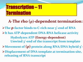 The final event that must occur in the transcription process is the termination of chain elongation at a gene's end. Genetic signals that dictate this event are presumed to be encoded in the DNA, and there is evidence that a protein factor called rho (p) and discovered by J. Roberts (1969) in E. coli may participate as well. The rho termination factor is a protein which has a molecular weight of 200,000 daltons and four polypeptide chains of 50,000 dalton molecular weight. It is capable of recognizing some DNA sequences that function as termination signals
