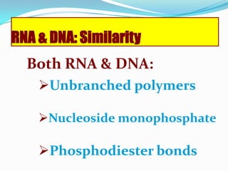 RNA & DNA: SimilarityBoth RNA & DNA:Unbranched polymers