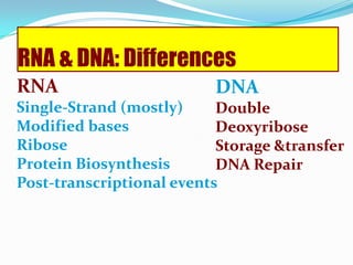 Nucleoside monophosphate