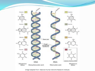 Phosphodiester bondsRNA & DNA: DifferencesRNASingle-Strand (mostly)Modified basesRiboseProtein BiosynthesisPost-transcriptional eventsDNADoubleDeoxyriboseStorage &transferDNA Repair