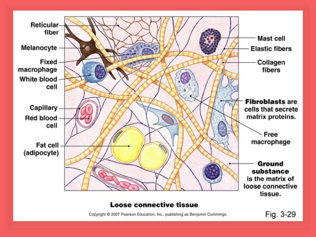 Structural Organisation In Animals connective Tissue
