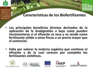 • Los principales beneficios directos derivados de la
aplicación de la biodigestión a bajo costo pueden
incrementarse si el efluente se seca y se vende como
fertilizante sólido a otras fincas a un precio mayor que
el comercial.
• Falta por valorar la materia orgánica que contiene el
efluente y de la cual carecen por completo los
fertilizantes sintéticos.
Características de los Biofertilizantes
 