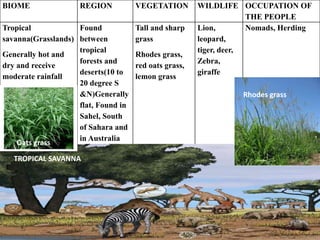 BIOME REGION VEGETATION WILDLIFE OCCUPATION OF
THE PEOPLE
Tropical
savanna(Grasslands)
Generally hot and
dry and receive
moderate rainfall
Found
between
tropical
forests and
deserts(10 to
20 degree S
&N)Generally
flat, Found in
Sahel, South
of Sahara and
in Australia
Tall and sharp
grass
Rhodes grass,
red oats grass,
lemon grass
Lion,
leopard,
tiger, deer,
Zebra,
giraffe
Nomads, Herding
TROPICAL SAVANNA
Rhodes grass
Oats grass
 