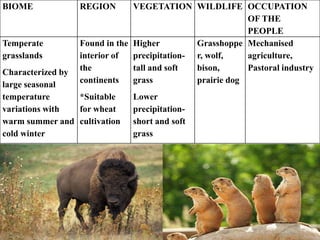 BIOME REGION VEGETATION WILDLIFE OCCUPATION
OF THE
PEOPLE
Temperate
grasslands
Characterized by
large seasonal
temperature
variations with
warm summer and
cold winter
Found in the
interior of
the
continents
*Suitable
for wheat
cultivation
Higher
precipitation-
tall and soft
grass
Lower
precipitation-
short and soft
grass
Grasshoppe
r, wolf,
bison,
prairie dog
Mechanised
agriculture,
Pastoral industry
 