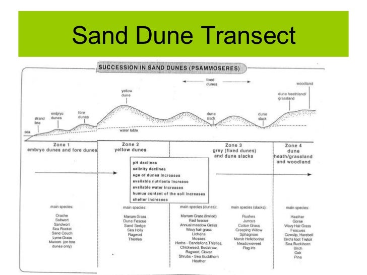 Biosphere Sand Dune Succession Biosphere Sand Dune Succession