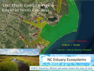 NC Estuary Ecosystems
VIDEO: Estuaries: Where salt water meets the seas (2 min)
 