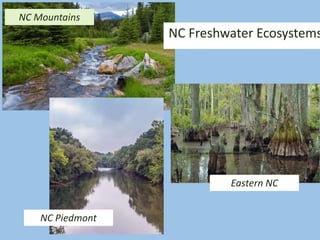 NC Freshwater Ecosystems
NC Mountains
NC Piedmont
Eastern NC
 