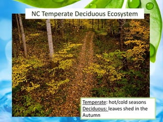 NC Temperate Deciduous Ecosystem
Temperate: hot/cold seasons
Deciduous: leaves shed in the
Autumn
 