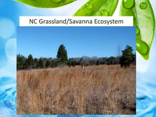 NC Grassland/Savanna Ecosystem
 