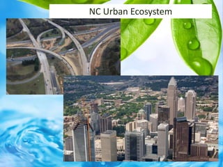 NC Urban Ecosystem
 