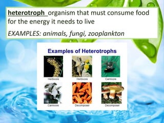 22
heterotroph organism that must consume food
for the energy it needs to live
EXAMPLES: animals, fungi, zooplankton
 