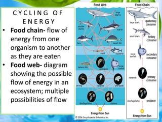 C Y C L I N G O F
E N E R G Y
• Food chain- flow of
energy from one
organism to another
as they are eaten
• Food web- diagram
showing the possible
flow of energy in an
ecosystem; multiple
possibilities of flow
23
 