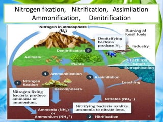 Nitrogen fixation, Nitrification, Assimilation
Ammonification, Denitrification
33
 