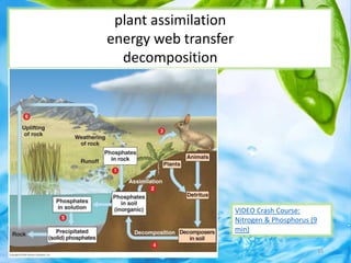 plant assimilation
energy web transfer
decomposition
35
VIDEO Crash Course:
Nitrogen & Phosphorus (9
min)
 