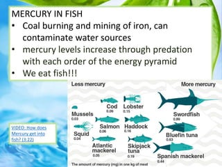 MERCURY IN FISH
• Coal burning and mining of iron, can
contaminate water sources
• mercury levels increase through predation
with each order of the energy pyramid
• We eat fish!!!
VIDEO: How does
Mercury get into
fish? (3:22)
 