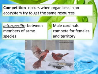 Competition- occurs when organisms in an
ecosystem try to get the same resources
Intraspecific- between
members of same
species
Male cardinals
compete for females
and territory
42
 