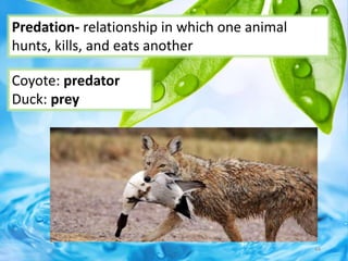 Predation- relationship in which one animal
hunts, kills, and eats another
Coyote: predator
Duck: prey
44
 