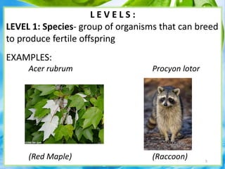 L E V E L S :
LEVEL 1: Species- group of organisms that can breed
to produce fertile offspring
EXAMPLES:
Acer rubrum Procyon lotor
(Red Maple) (Raccoon) 5
 