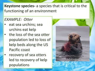 Keystone species- a species that is critical to the
functioning of an environment
EXAMPLE: Otter
• eat sea urchins; sea
urchins eat kelp
• the loss of the sea otter
population led to loss of
kelp beds along the US
Pacific coast
• recovery of sea otters
led to recovery of kelp
populations
 