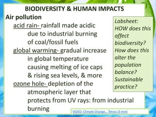 BIODIVERSITY & HUMAN IMPACTS
Air pollution
acid rain- rainfall made acidic
due to industrial burning
of coal/fossil fuels
global warming- gradual increase
in global temperature
causing melting of ice caps
& rising sea levels, & more
ozone hole- depletion of the
atmospheric layer that
protects from UV rays: from industrial
burning
Labsheet:
HOW does this
affect
biodiversity?
How does this
alter the
population
balance?
Sustainable
practice?
VIDEO: Climate Change… Tetras (3 min)
 