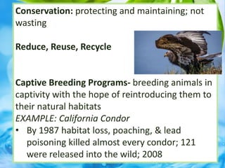 Conservation: protecting and maintaining; not
wasting
Reduce, Reuse, Recycle
Captive Breeding Programs- breeding animals in
captivity with the hope of reintroducing them to
their natural habitats
EXAMPLE: California Condor
• By 1987 habitat loss, poaching, & lead
poisoning killed almost every condor; 121
were released into the wild; 2008
 