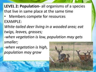 LEVEL 2: Population- all organisms of a species
that live in same place at the same time
• Members compete for resources
EXAMPLE:
White-tailed deer living in a wooded area; eat
twigs, leaves, grasses;
-when vegetation is low, population may gets
smaller;
-when vegetation is high,
population may grow
6
 