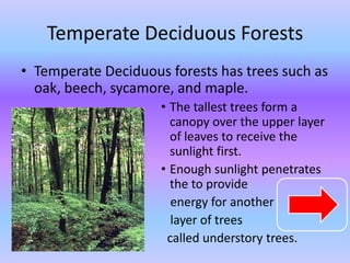 Temperate Deciduous Forests
• Temperate Deciduous forests has trees such as
  oak, beech, sycamore, and maple.
                     • The tallest trees form a
                       canopy over the upper layer
                       of leaves to receive the
                       sunlight first.
                     • Enough sunlight penetrates
                       the to provide
                       energy for another
                       layer of trees
                      called understory trees.
 