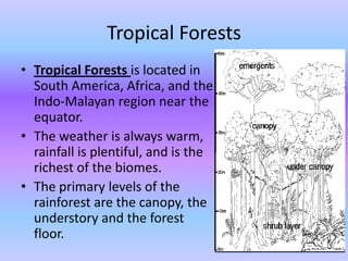 Tropical Forests
• Tropical Forests is located in
  South America, Africa, and the
  Indo-Malayan region near the
  equator.
• The weather is always warm,
  rainfall is plentiful, and is the
  richest of the biomes.
• The primary levels of the
  rainforest are the canopy, the
  understory and the forest
  floor.
 