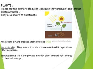 PLANTS :
Plants are the primary producer , because they produce food through
photosynthesis .
They also known as autotrophs.
This Photo by Unknown Author is licensed under
CC BY-SA
Autotrophs : Plant produce their own food
Heterotrophs : They can not produce there own food & depends on
other organism .
Photosynthesis : It is the process in which plant convert light energy
to chemical energy.
 