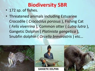 Biodiversity in GNBR
• A total of 14 species of mammals, 71 species of
birds, 26 species of reptiles, 10 species of
amphib...