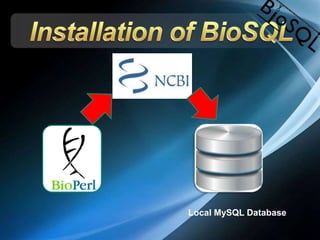 Local MySQL Database
 