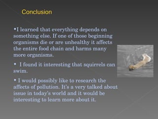 I learned that everything depends on something else. If one of those beginning organisms die or are unhealthy it affects the entire food chain and harms many more organisms. I found it interesting that squirrels can swim.  I would possibly like to research the affects of pollution. It’s a very talked about issue in today’s world and it would be interesting to learn more about it.  