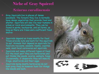 Gray Squirrels live in places of dense woodland. The forests they live in normally have dense vegetation that provide food and shelter. Squirrels will also live near humans in urban or rural environments. They can be found in parks, backyards, and on farms, as long as there are trees and a sufficient food source Squirrels depend on trees mostly for food. Trees provide nuts and bark for the squirrels to eat. Animals that depend on squirrels for food are raccoons, weasels, hawks, coyotes, owls, most local carnivores eat squirrels.  Squirrels eat many different types of food. For the most part they are herbivores and eat thinks like seeds, acorns, walnuts, fungi. Occasionally, if desperate they will insects, frogs, small birds and their eggs. Squirrels being mostly herbivores do not hunt prey they do however hunt for things like seeds and bark.  