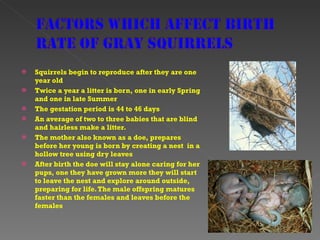Squirrels begin to reproduce after they are one year old Twice a year a litter is born, one in early Spring and one in late Summer The gestation period is 44 to 46 days An average of two to three babies that are blind and hairless make a litter.  The mother also known as a doe, prepares before her young is born by creating a nest  in a hollow tree using dry leaves After birth the doe will stay alone caring for her pups, one they have grown more they will start to leave the nest and explore around outside, preparing for life. The male offspring matures faster than the females and leaves before the females 