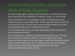 In most cases gray squirrels are the prey, occasionaly they may become the predator to insects, frogs, or small birds. Gray squirrels live on average 6 years. Though the areas where they live can affect this. In the woods there’s more of a chance to live. If they live in more urban areas with cars and people they may not live long at all. List and describe any common parasites which may harm your assigned animal. Over-population affects all animals the same way. If there are too many animals, there’s not enough food to go around. Eventually on the strongest, smartest animals will be able to find food and survive. Those who can not access food will die and lower the population so that the environment can sustain its life.  