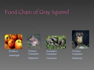 . Producer Autotroph Primary Consumer Omnivore Secondary Consumer Carnivore Tertiary Consumer Omnivore 