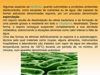 Algumas espécies de bactérias, quando submetidas a condições ambientais
desfavoráveis, como escassez de nutrientes ou de água, são capazes de
formar estruturas denominadas esporos, por um processo denominado
esporulação.
Um esporo resulta de desidratação da célula bacteriana e da formação de
uma parede grossa e resistente em todo o citoplasma desidratado. Dessa
forma, o esporo consegue suspender completamente a sua atividade
metabólica, sobrevivendo a situações adversas como calor intenso e falta de
água.
Uma das formas de eliminar definitivamente os esporos é a autoclavagem,
técnica pela qual materiais como roupas, alguns alimentos, instrumentos
hospitalares e laboratoriais são tratados com vapor de água em elevadas
temperaturas (acima de 120°C) durante um período de, no mínimo, 20
minutos, num aparelho denominado autoclave.

 