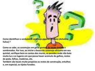 Como identificar o verdadeiro caramujo-gigante africano (Achatina 
fulica) ? 
Como se sabe, os caramujos em geral gostam de locais úmidos e 
sombreados. Por isso, ao iniciar a busca do caramujo africano em seu 
quintal, verifique bem os cantos dos muros, as paredes onde não bate 
muita luz e os lugares em que possa haver acúmulo de galhos, restos 
de poda, folhas, madeiras, etc. 
Também são locais muito propícios os restos de construção, entulhos 
e, em especial, os tijolos furados. 
 