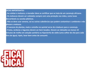 DICAS IMPORTANTES: 
- Ao coletar o molusco, o morador deve se certificar que se trata de um caramujo africano. 
- Os moluscos devem ser coletados sempre com uma proteção nas mãos, como luvas 
descartáveis ou sacolas plásticas. 
- Não se deve usar veneno, sal ou outras substâncias que podem contaminar o ambiente e não 
afetam o molusco. 
- O excesso de plantas, mato e entulho no quintal serve de criadouro para o caramujo. 
- Frutas, verduras e legumes devem ser bem lavados. Devem ser deixados ao menos 10 
minutos de molho em solução sanitária ou hipoclorito de sódio (uma colher de chá para cada 
litro de água). Após, lavar bem antes de consumir. 
 